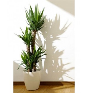 Üçlü Yucca Çiçeği